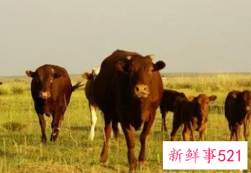 梦见小公牛是什么意思