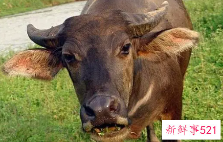 梦见水牛是什么预兆周公解梦