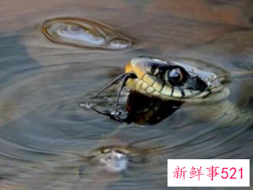 已婚女人梦见水里有蛇