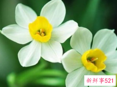 水仙花比喻女孩是什么意思