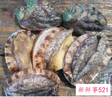 鲍鱼是不是软体动物