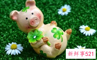 老人为什么说属猪的人有福气