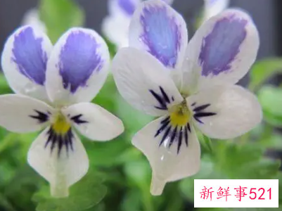 蝴蝶花的播种技术