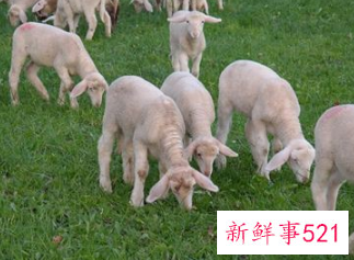 做梦梦到白羊是什么征兆