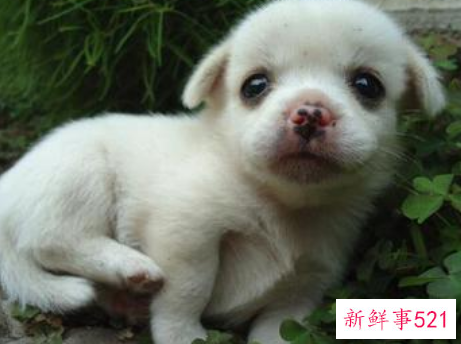 孕妇梦见可爱的小狗是什么意思