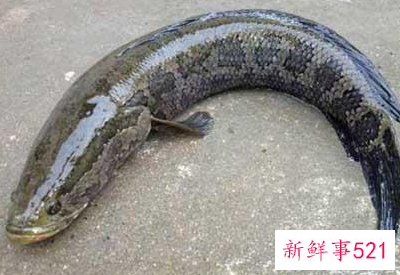 中国淡水鱼营养大全排行榜