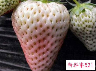 41种不常见的水果(图)