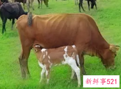 梦见小公牛是什么意思