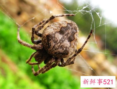 梦见有毒蜘蛛有什么征兆