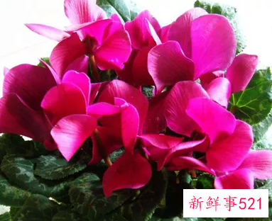 仙客来烂根的原因是什么