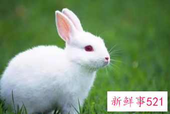 梦见又肥又大的白兔子