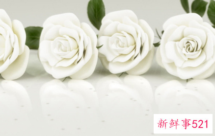 白玫瑰的含义