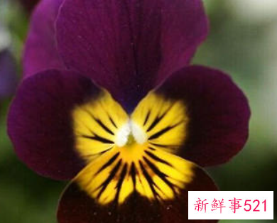 蝴蝶花的播种技术