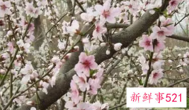 桃花送老师好吗