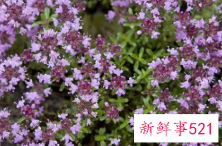 屋顶适合种什么树