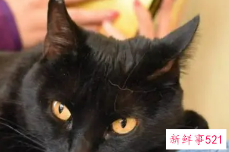 梦见变成猫是什么意思