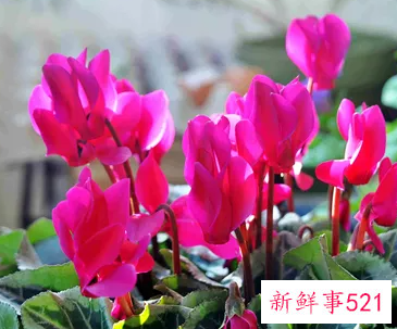 仙客来烂根的原因是什么