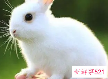 梦见又肥又大的白兔子