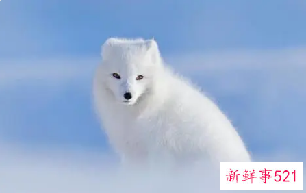 梦见狐狸精有什么征兆