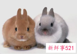 兔年的男孩取名