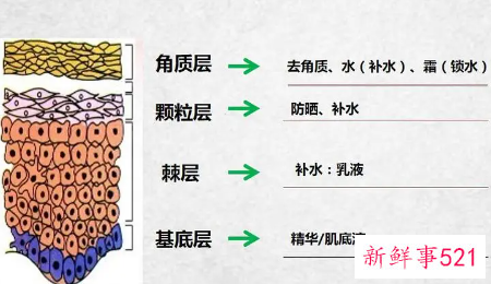 皮肤各层的功能和作用