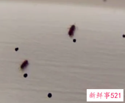 房间有跳蚤怎么除干净