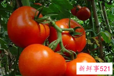 经常吃西红柿能不能美白