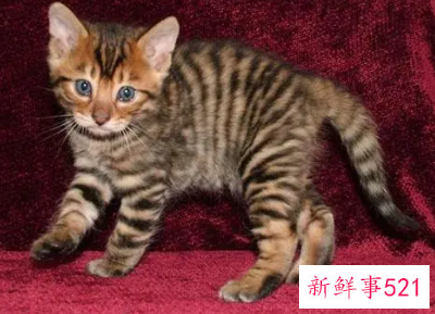 为什么加州闪亮猫会便血