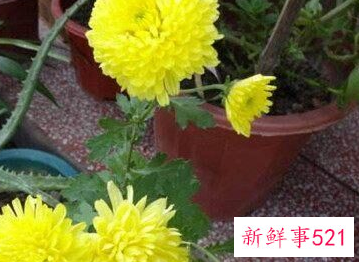 屋顶适合种什么树