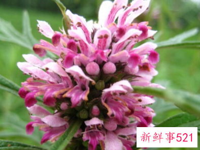 益母草美容方法