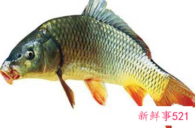 中国淡水鱼营养大全排行榜