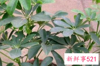 屋顶适合种什么树