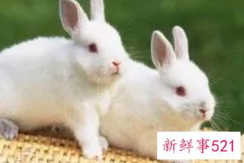 梦见又肥又大的白兔子