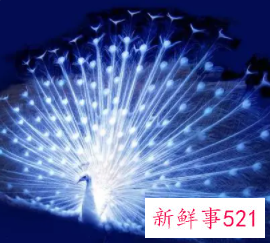 孔雀的象征意义有哪些