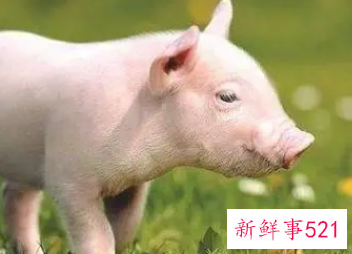 老人为什么说属猪的人有福气