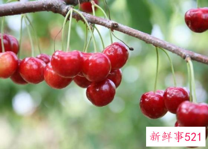 春分节气有哪些适合吃的水果