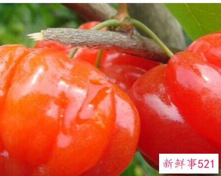 41种不常见的水果(图)