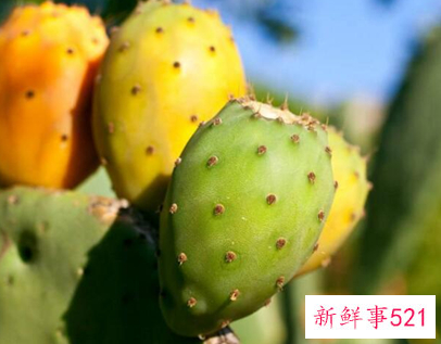 41种不常见的水果(图)