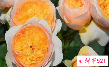 世界上最贵的玫瑰花