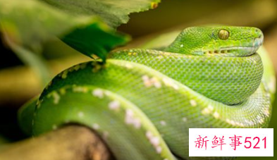 男人梦见蛇缠腰是什么意思