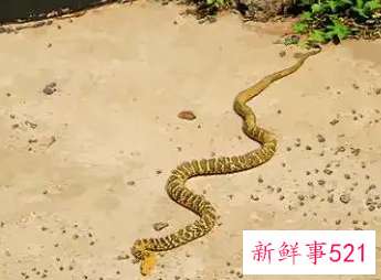 属蛇人在卧室挂什么好