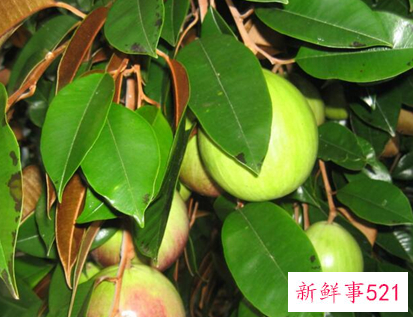 41种不常见的水果(图)