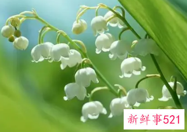 梦见很多白色的花是什么意思