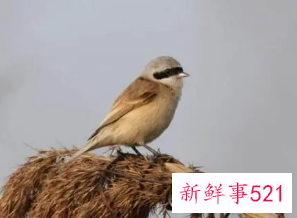 麻雀一文表现了老麻雀什么样的精神