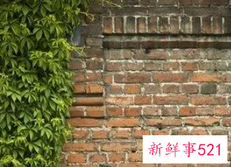 女人梦到屋里墙壁破了