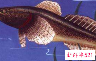 中国淡水鱼营养大全排行榜