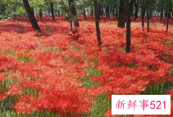 彼岸花碰到血会怎样科学说法