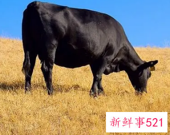 已婚女人梦见黑牛