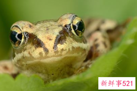 周公解梦梦见捉青蛙