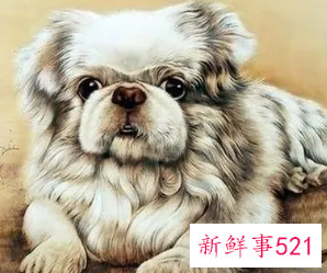 属狗人永久吉利的数字